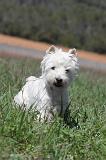 WESTIE 051